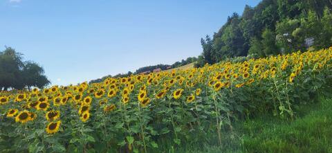 Sonnenblumenkerne / Vogelfutter