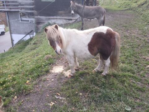 Pony