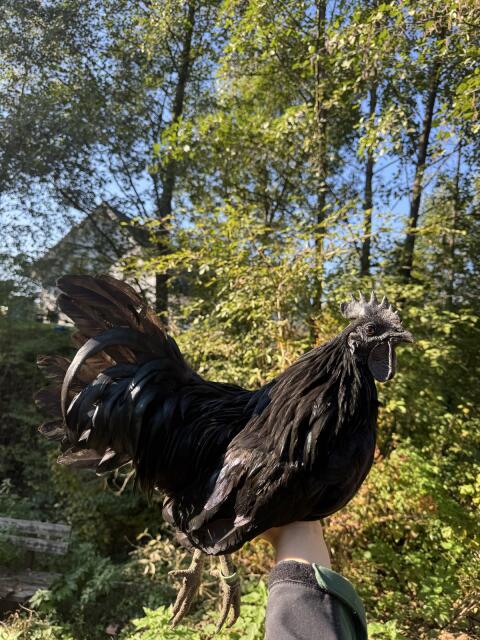 Ayam Cemani Hähne und Zwergenten-Erpel