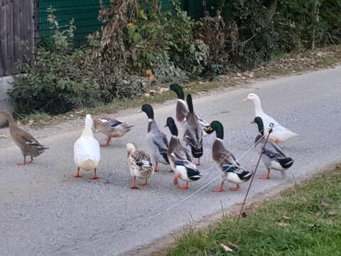 Verkaufe Enten