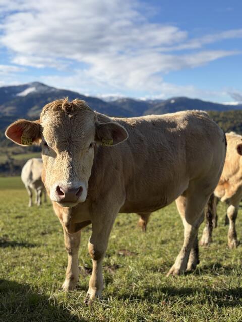 Blonde d'Aquitaine Bio Stiere