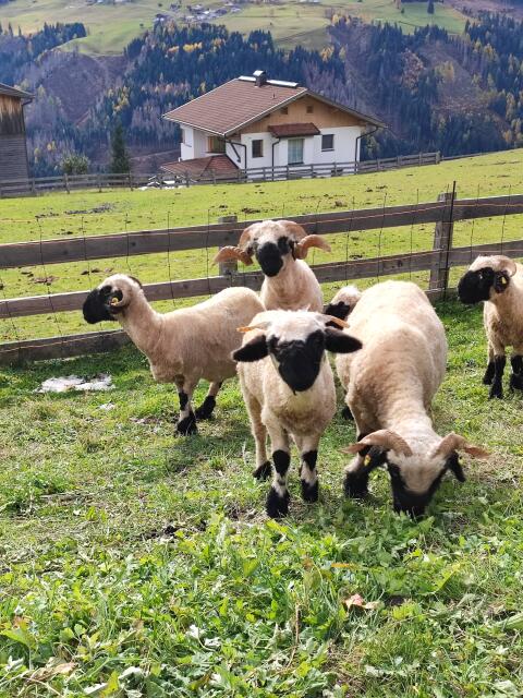 Walliser Schwarznasenschafe