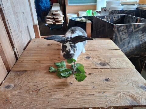 Kaninchen