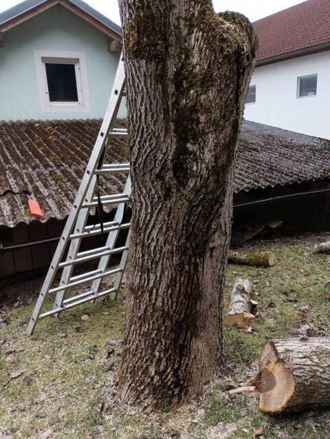 Nussbaum