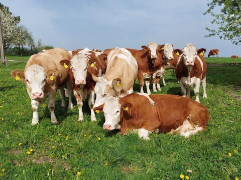 Bio Kalbinnen Fleckvieh belegt hornlos geweidet