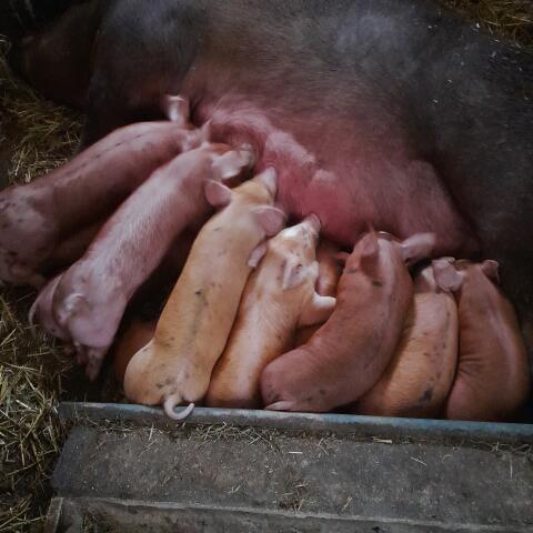 Ferkel