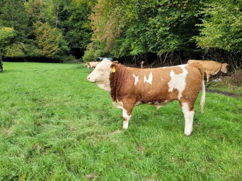 Fleckvieh Stier BIO