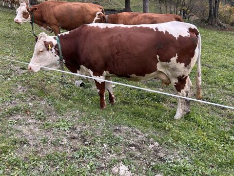 Pustertaler Sprinzen/Fleckvieh Kuh