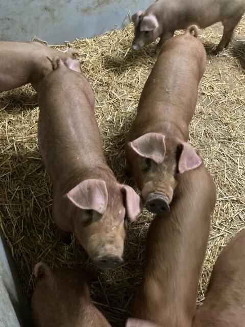Duroc Ferkel