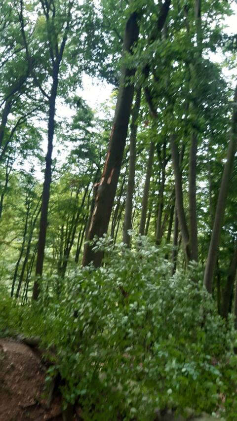 Suche Wald in 4040 oder Bezirk UU