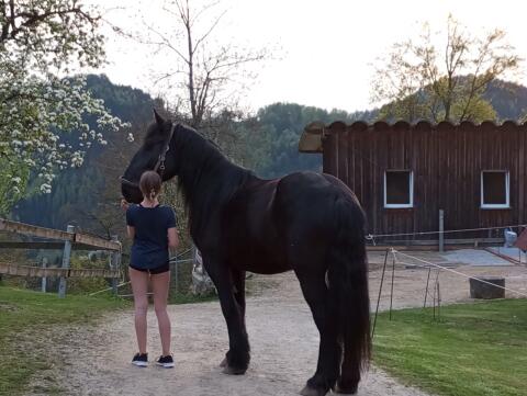 Percheron Mix