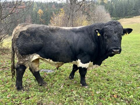 Bio Pinzgauer Stier, genetisch hornlos