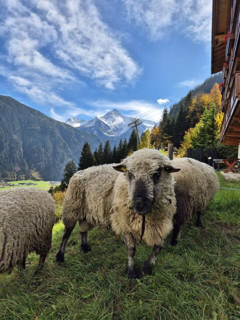 Shropshire HB-Widder zu verkaufen