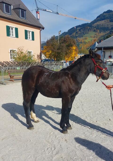 Liebevolles Noriker-Rappstutenfohlen - Daisy