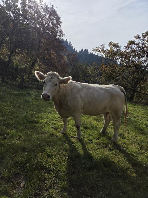 Verkaufe reinrassige Charolais Kuh mit Stierkalb