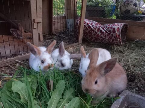 Kaninchenbabys abzugeben