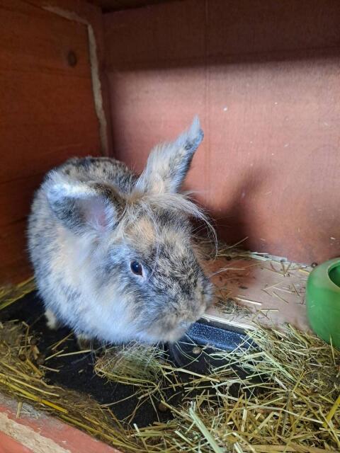 Hase