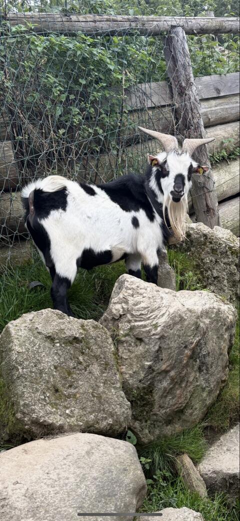 Schöner Zwergziegenbock