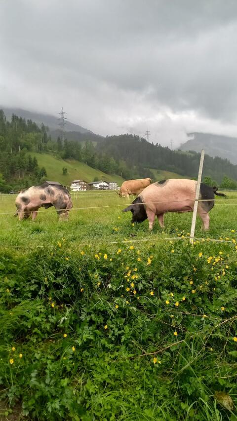 Suche trächtiges Schwein