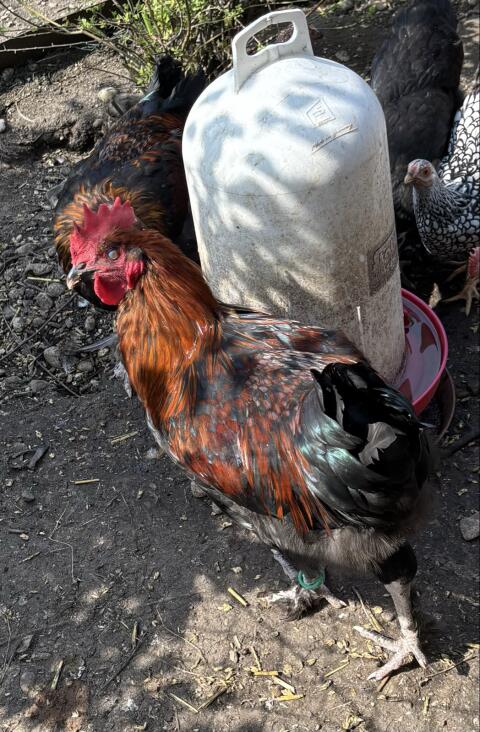 Marans, Zwergwyandotten