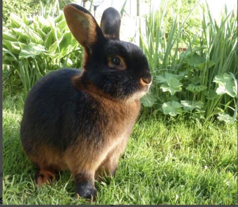 Lohkaninchen abzugeben