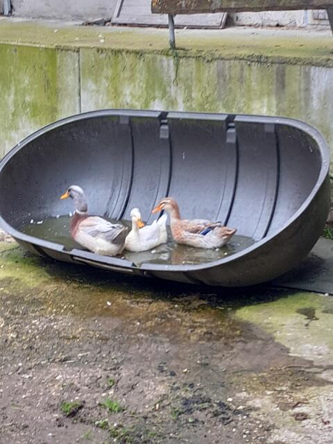 Ente