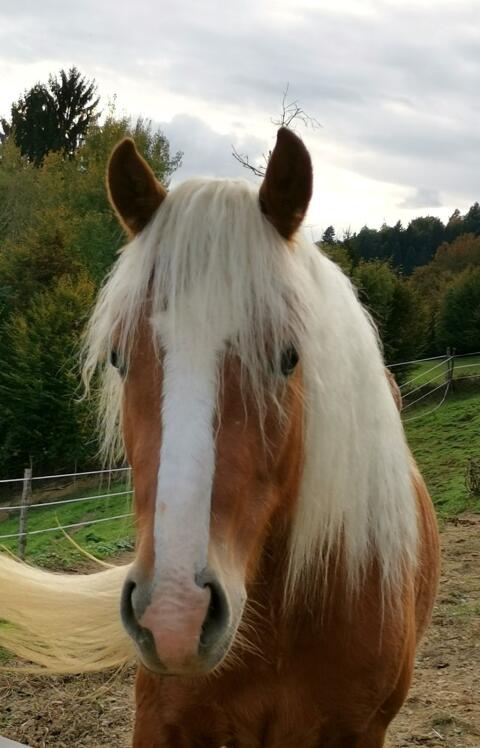 Suche ruhige Haflingerstute