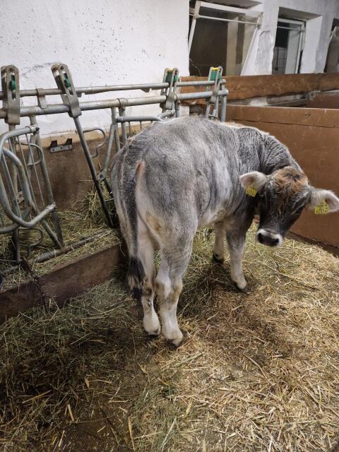 Grauvieh Kalb