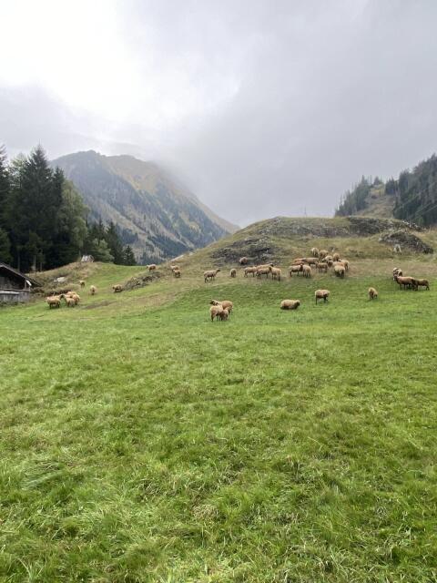 Braunes Bergschaf HB