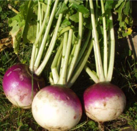 Herbstrüben