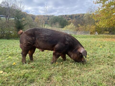 Duroc Eber