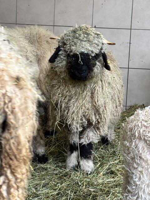 BIO Walliser Schwarznasen Mädchen