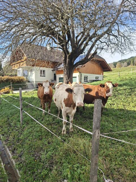 Fleckvieh Erstlingskühe