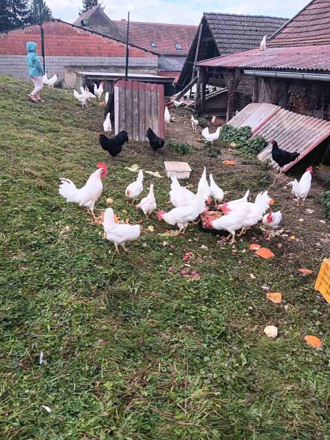 Leghorn