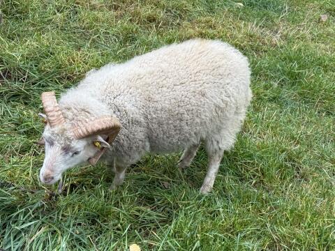 Quessant Bock mit drei Weibchen