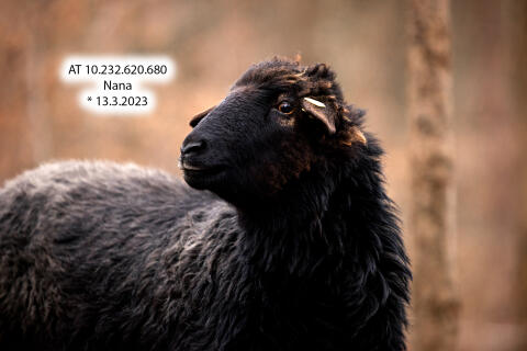 Krainer Steinschafe: Lämmer und Auen aus HBZ