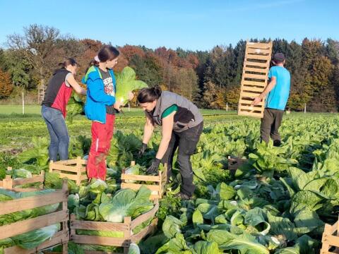 Mitarbeit am Biohof