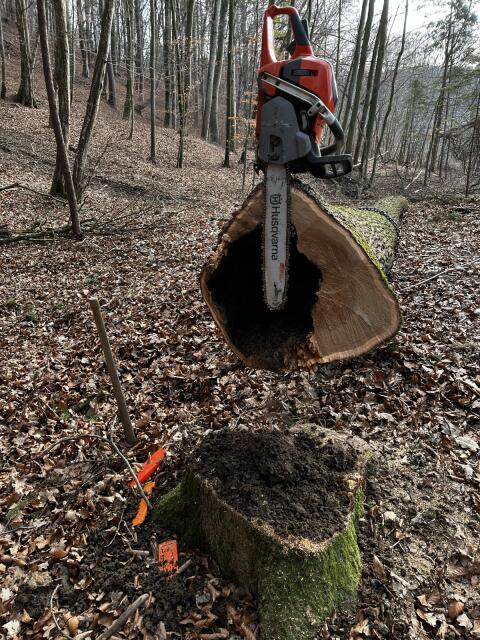 Holzarbeiten, Schnee- und Windbruch