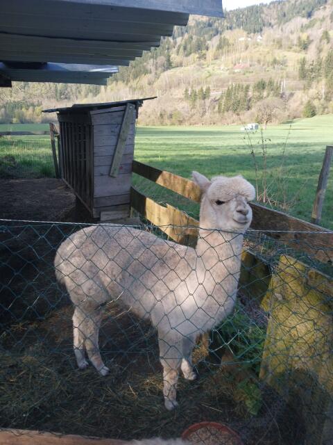 3 Alpakas Hengste zu verkaufen