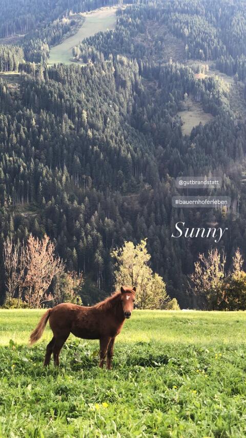 Pony Welsh-Mix Fohlen