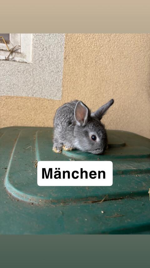 Zwergkaninchen