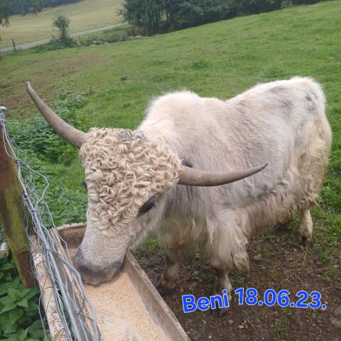 Yak-Zuchtstiere