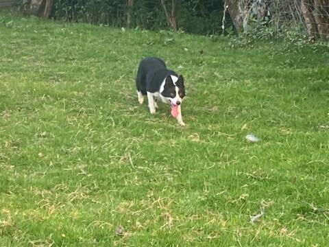 Border Collies aus Arbeitslinie abzugeben