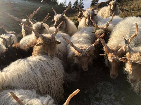 Zackelschafe zu verkaufen