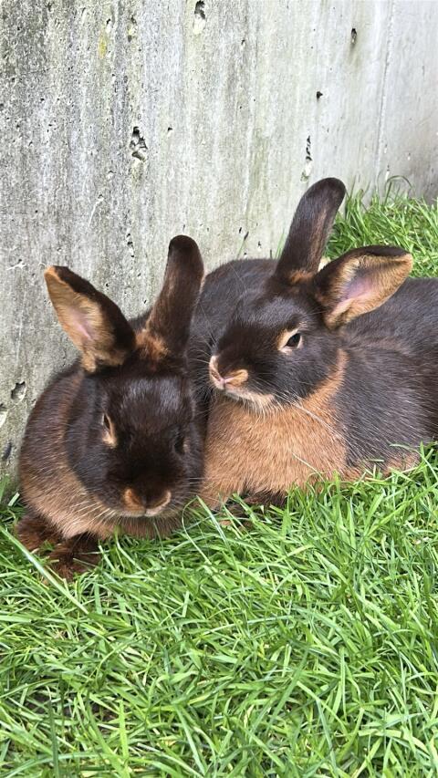 Lohkaninchen Braun