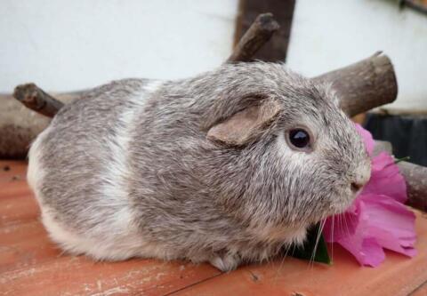Vergebe erwachsene Meerschweinchen