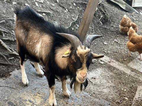 Minizwergziegenböcke