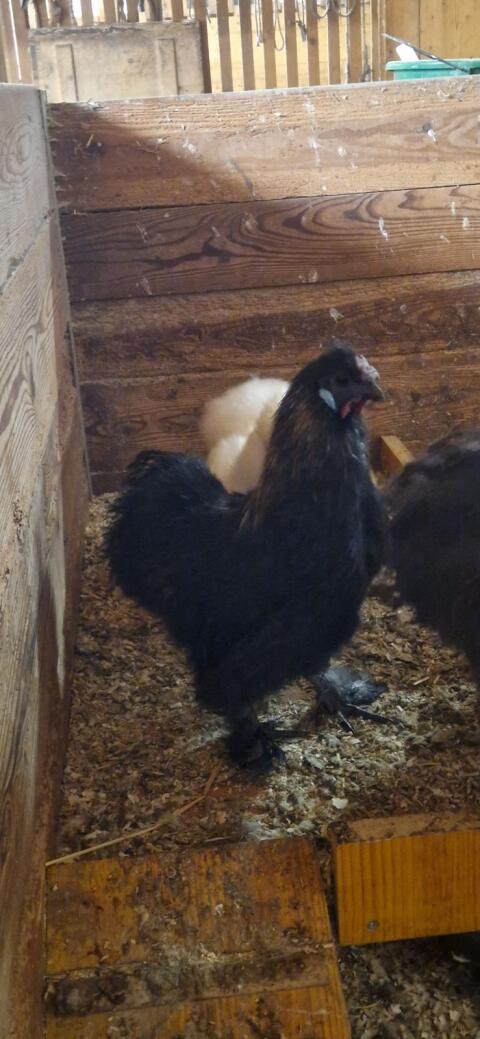 BIO Seidenhühner Hahn