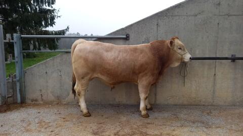 Murbodner Zuchtstier