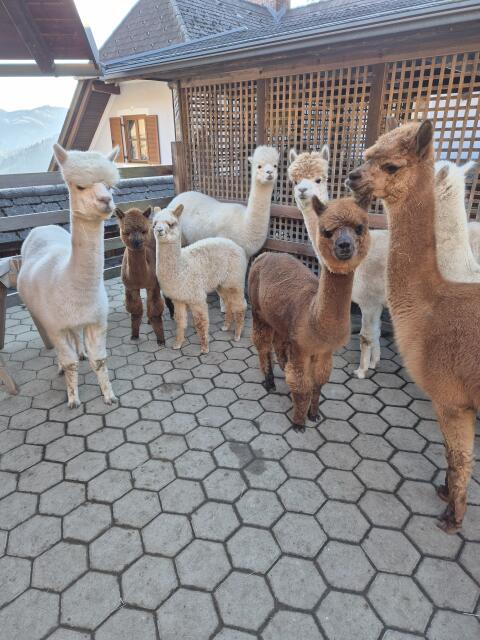 Alpaka Zuchtstuten und Hengste